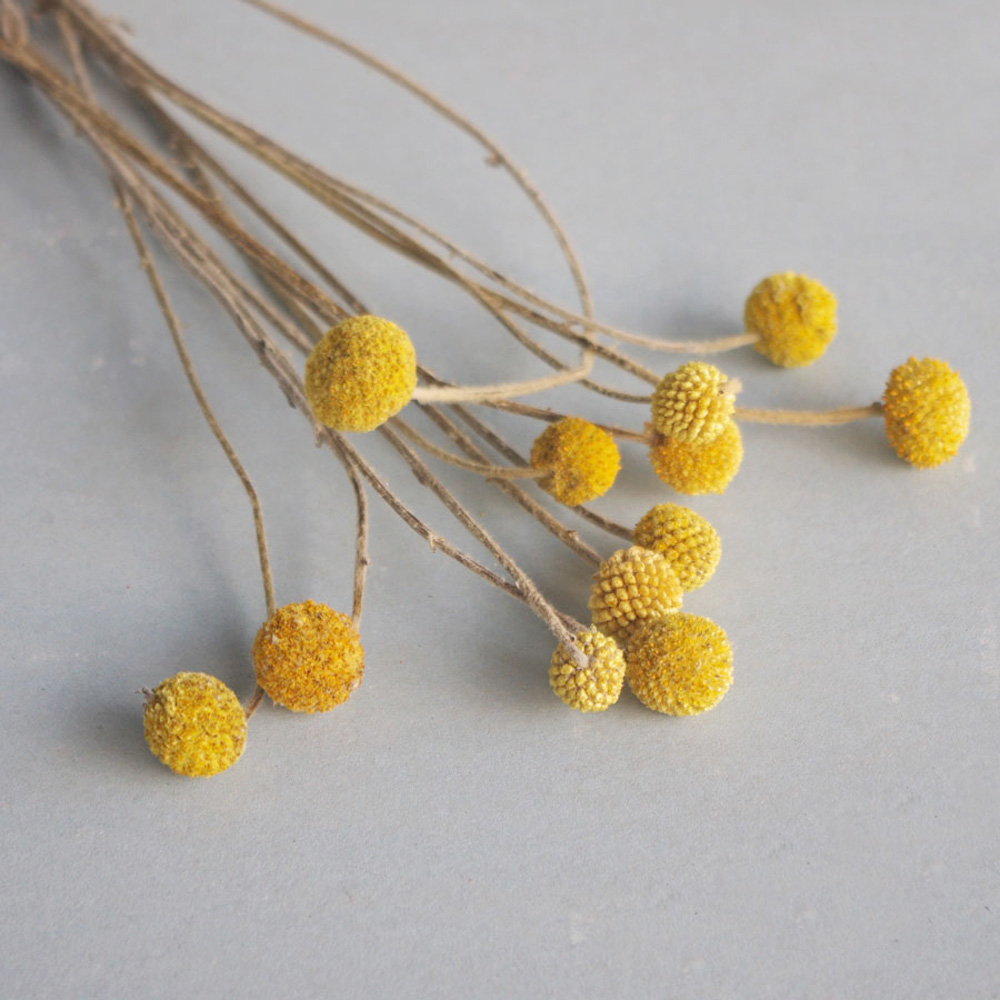 Dried Flower Bunch - 20 ชิ้นธรรมชาติแห้ง Craspedia ช่อดอกไม้ Golden ball