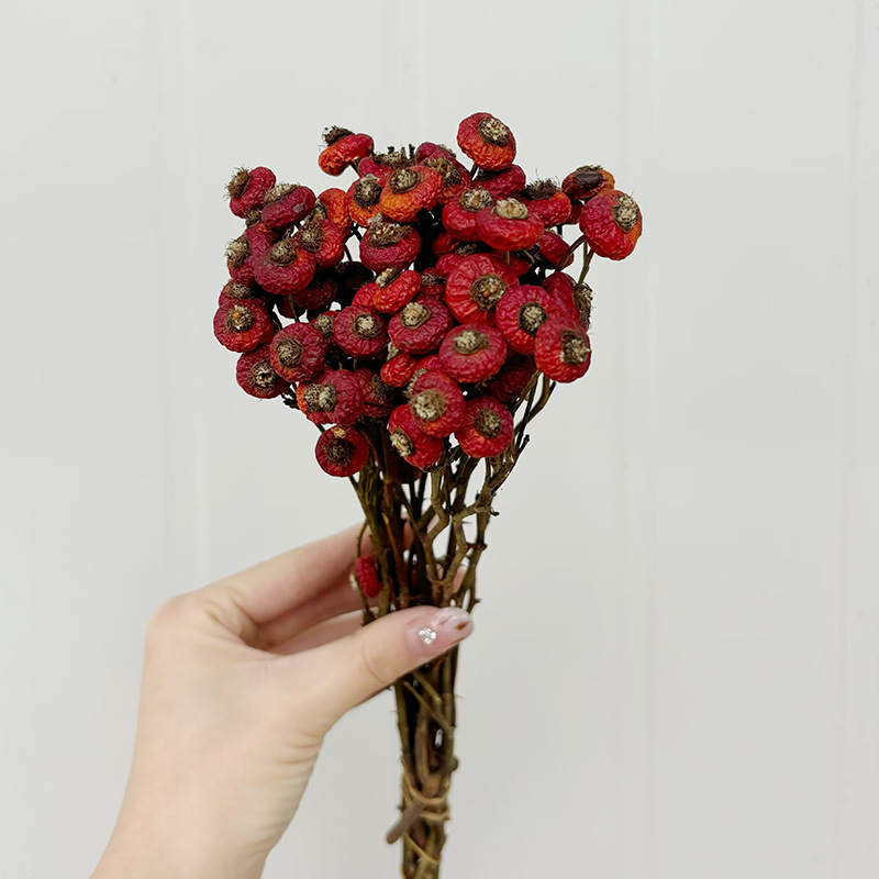 ดอกกุหลาบฮิปแห้ง 10 ชิ้น/ช่อ ด - Dried Flower Bunch บทวิจารณ์และราคา