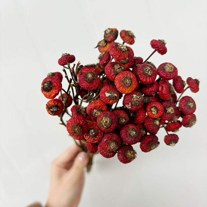 ดอกกุหลาบฮิปแห้ง 10 ชิ้น/ช่อ ด - Dried Flower Bunch บทวิจารณ์และราคา