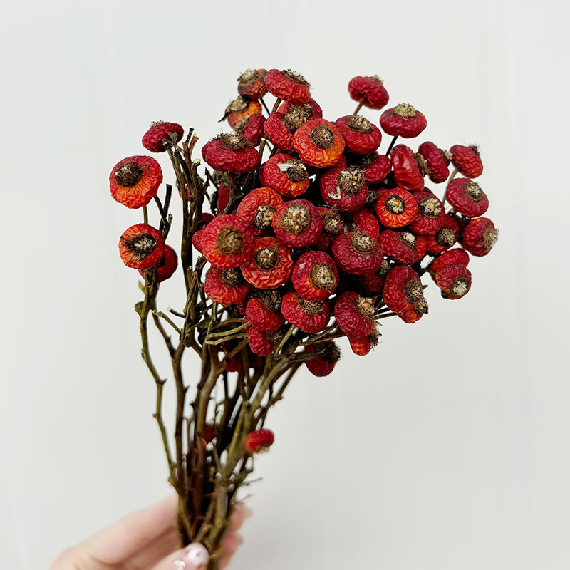 ดอกกุหลาบฮิปแห้ง 10 ชิ้น/ช่อ ด - Dried Flower Bunch บทวิจารณ์และราคา