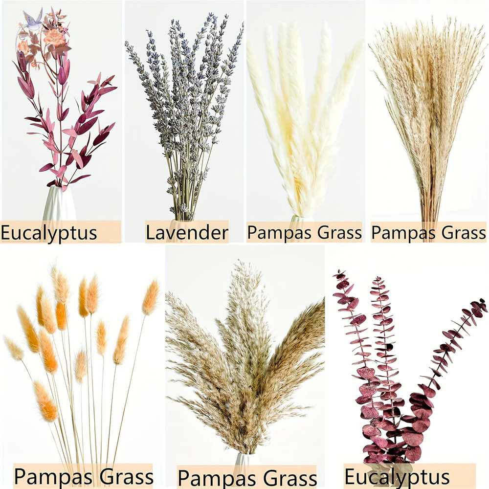 75PCS แห้ง Pampas Eucalyptus L - Dried Flower Bunch บทวิจารณ์และราคา