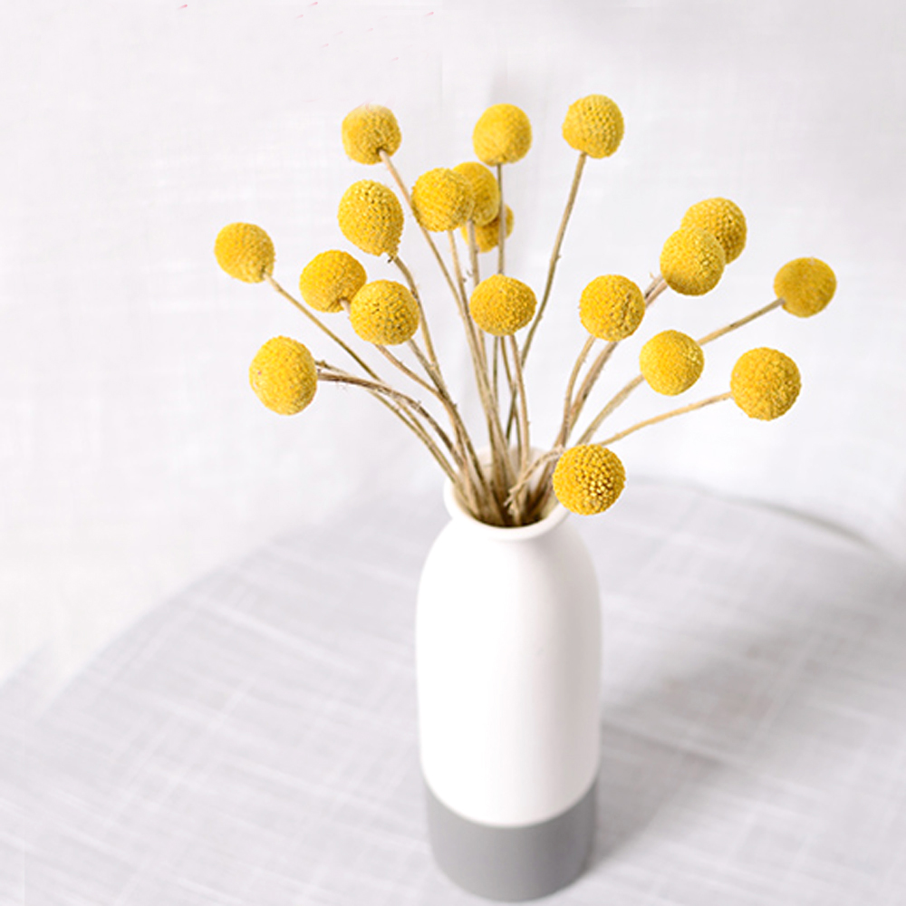 20 ชิ้นธรรมชาติแห้ง Craspedia  - Dried Flower Bunch บทวิจารณ์และราคา