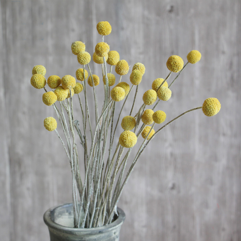 20 ชิ้นธรรมชาติแห้ง Craspedia  - Dried Flower Bunch บทวิจารณ์และราคา