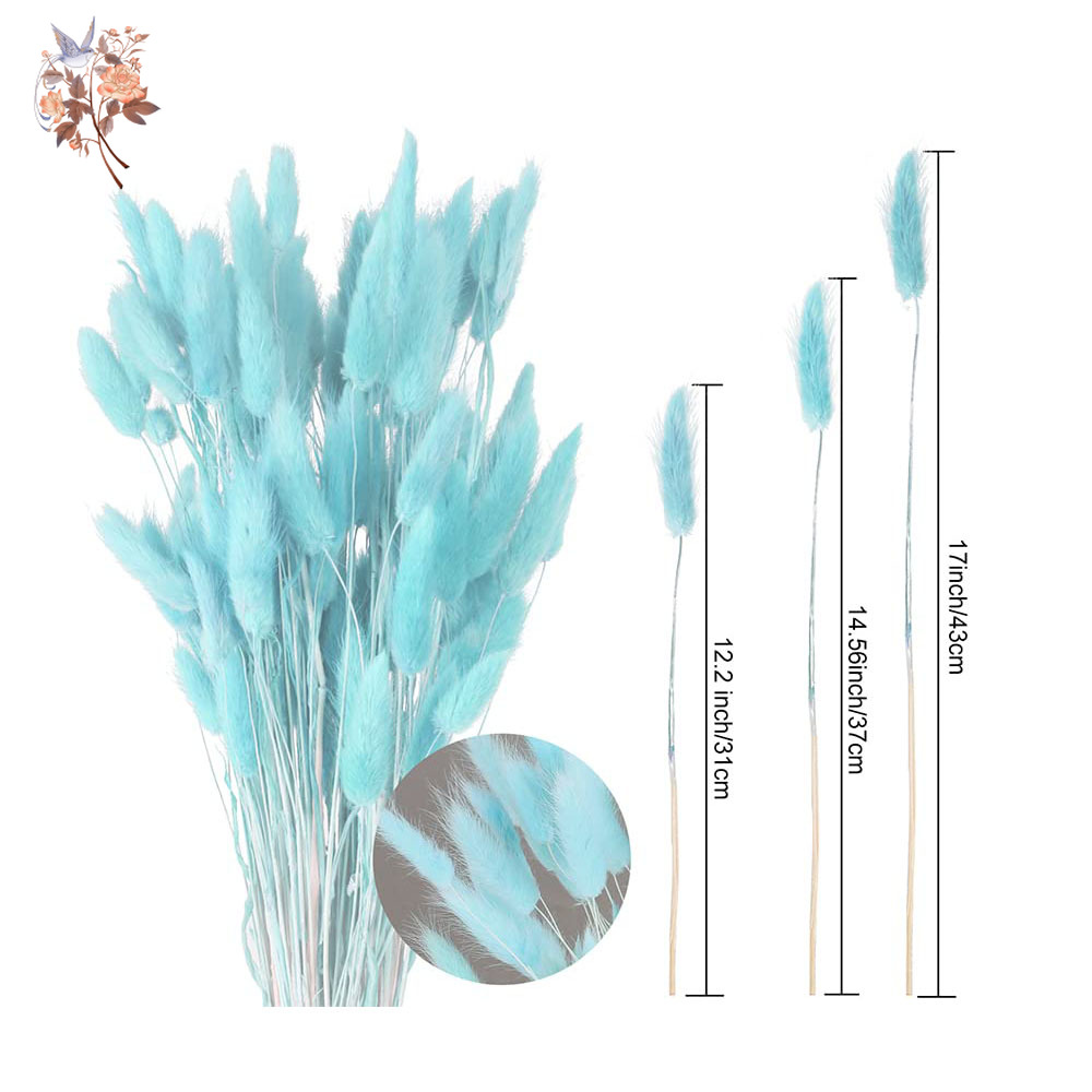 100 ชิ้นธรรมชาติกระต่ายหางหญ้า - Dried Flower Bunch บทวิจารณ์และราคา