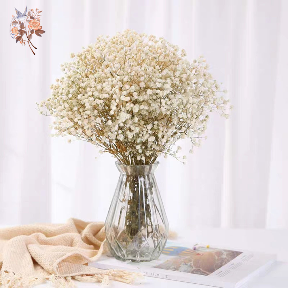 60g แห้ง Baby Breath ดอกไม้ช่อ - Dried Flower Bunch บทวิจารณ์และราคา