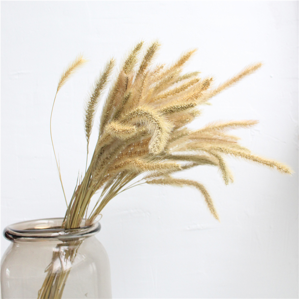 200 ชิ้นธรรมชาติแห้ง Lagurus o - Dried Flower Bunch บทวิจารณ์และราคา