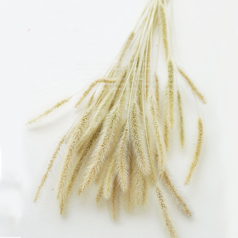 200 ชิ้นธรรมชาติแห้ง Lagurus o - Dried Flower Bunch บทวิจารณ์และราคา