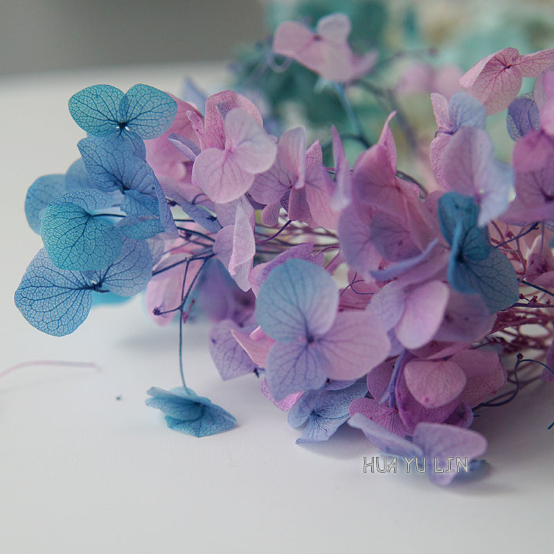 ดอกไฮเดรนเยียไล่เฉดสีแบบอบแห้ง - Dried Flower Bunch บทวิจารณ์และราคา